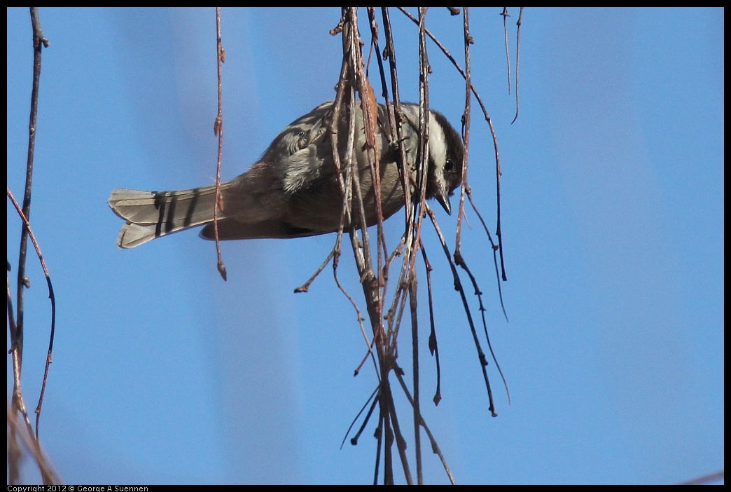 0116-132914-03.jpg - Chestnut-backed Chickadee