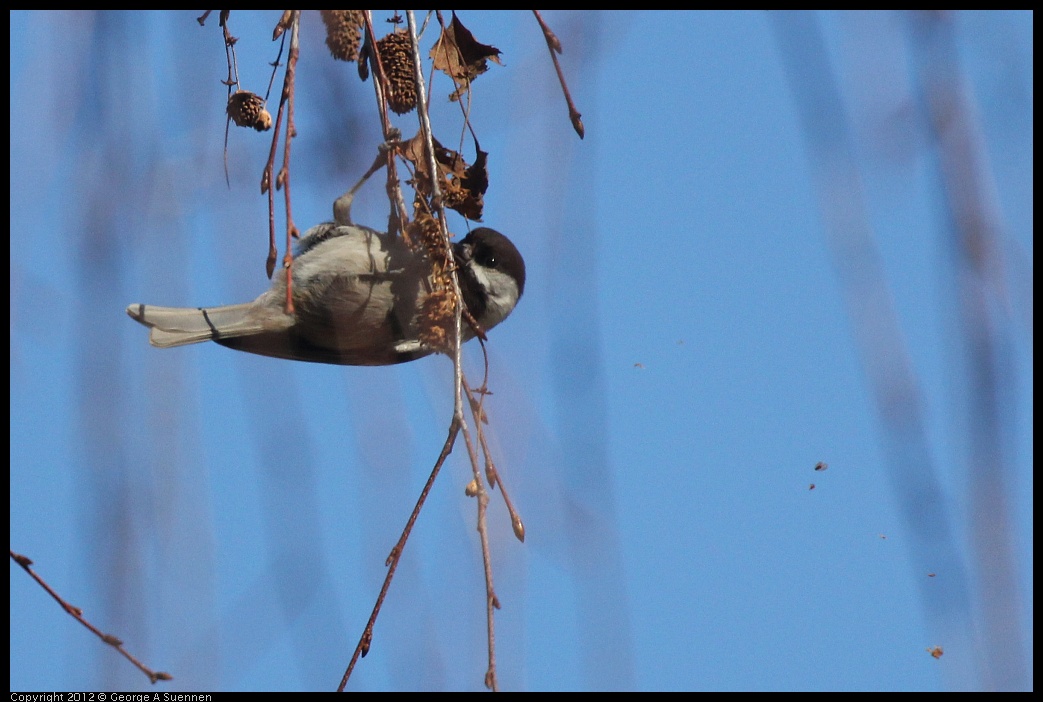 0116-132928-01.jpg - Chestnut-backed Chickadee