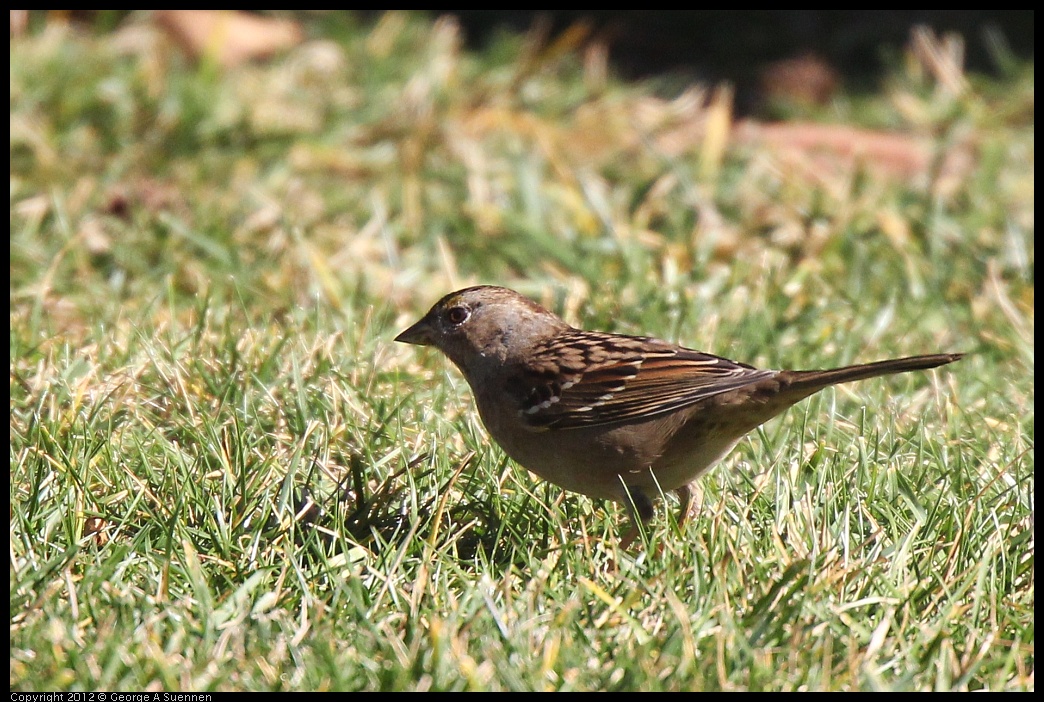 0116-132959-02.jpg - Golden-crowned Sparrow