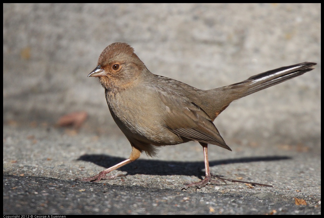 0116-133034-01.jpg - California Towhee