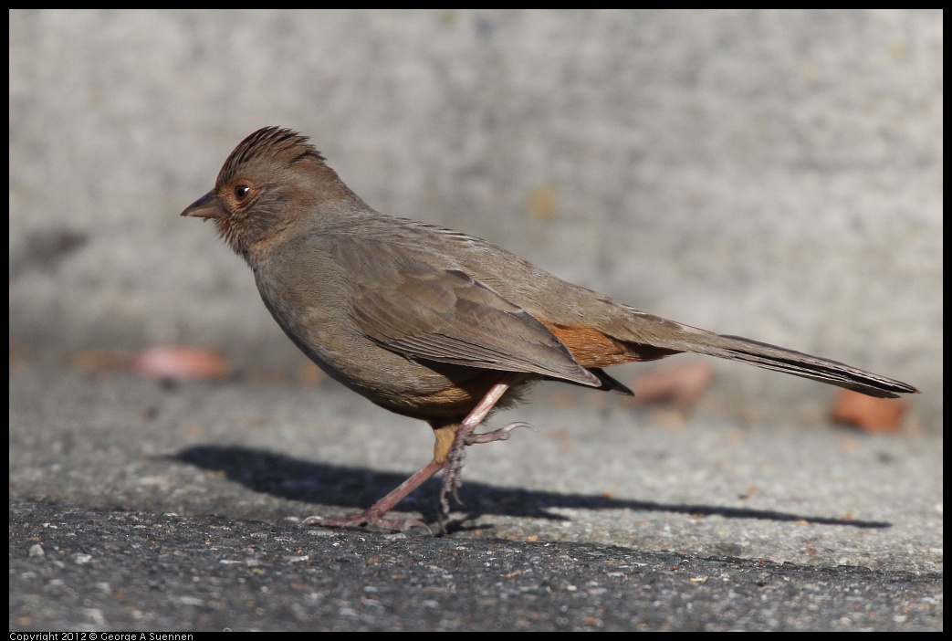 0116-133035-01.jpg - California Towhee