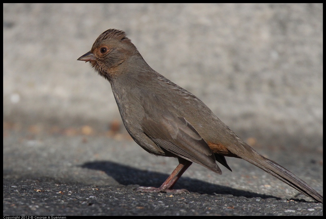 0116-133036-01.jpg - California Towhee