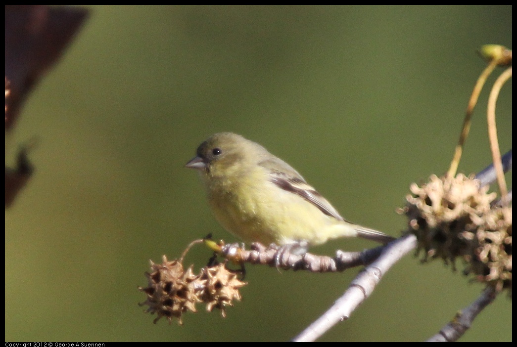 0116-133303-06.jpg - American Goldfinch