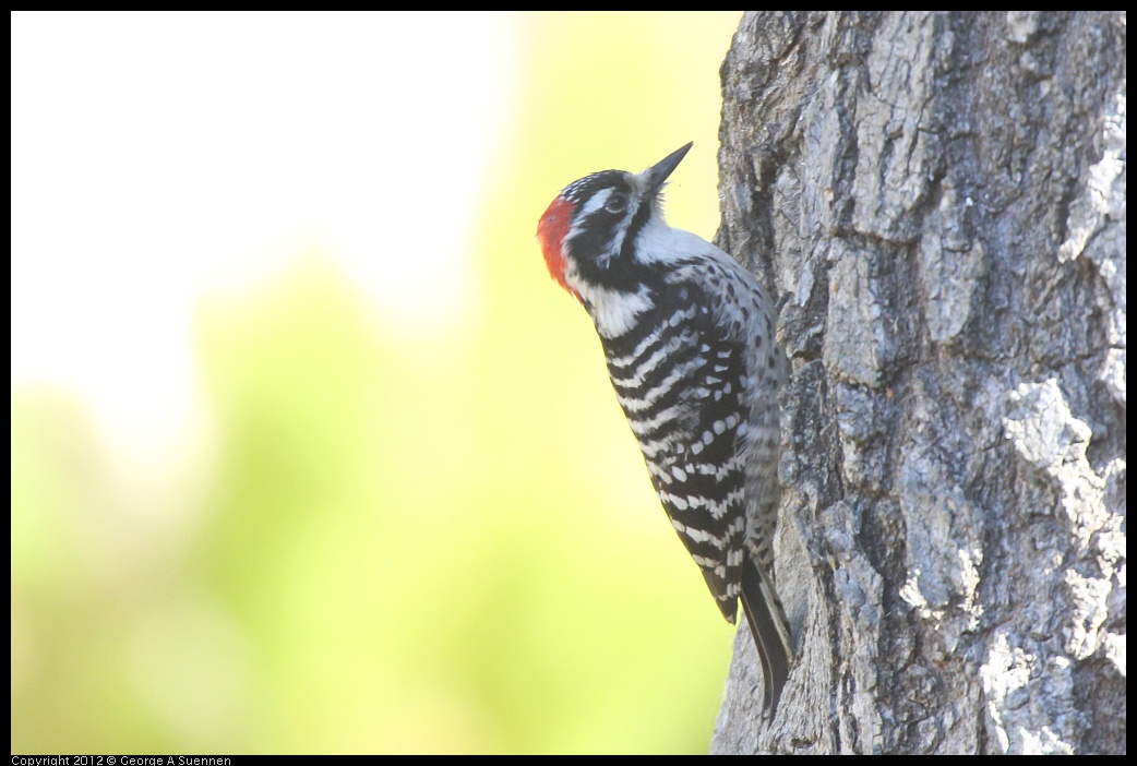 0116-133324-01.jpg - Nuttall's Woodpecker