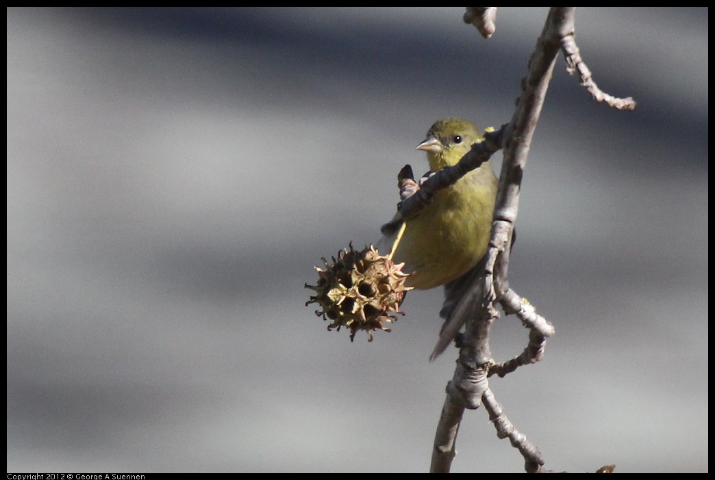 0116-133348-02.jpg - American Goldfinch