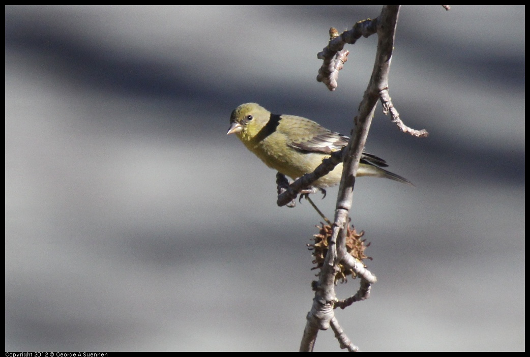 0116-133349-01.jpg - American Goldfinch