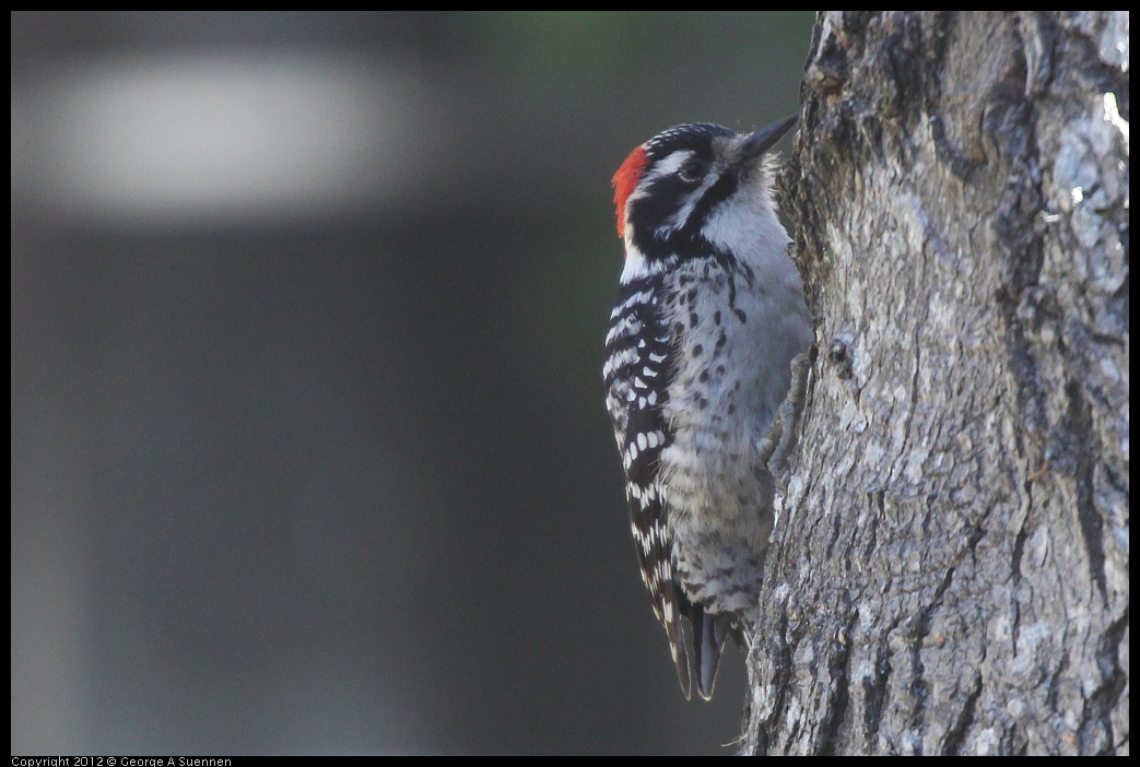 0116-133355-02.jpg - Nuttall's Woodpecker