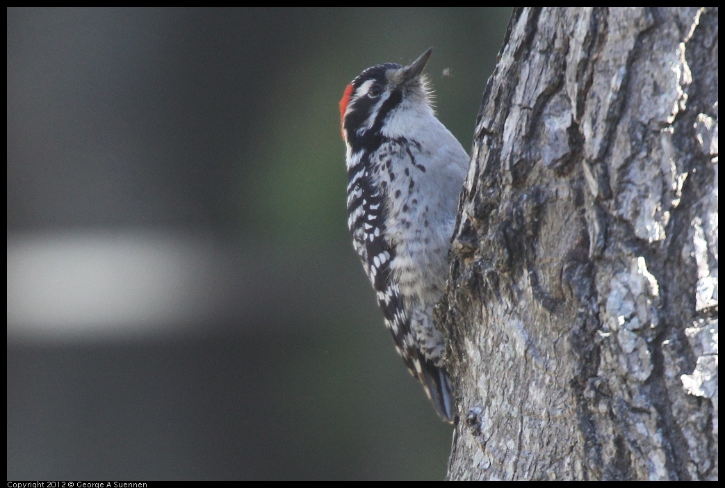 0116-133355-04.jpg - Nuttall's Woodpecker