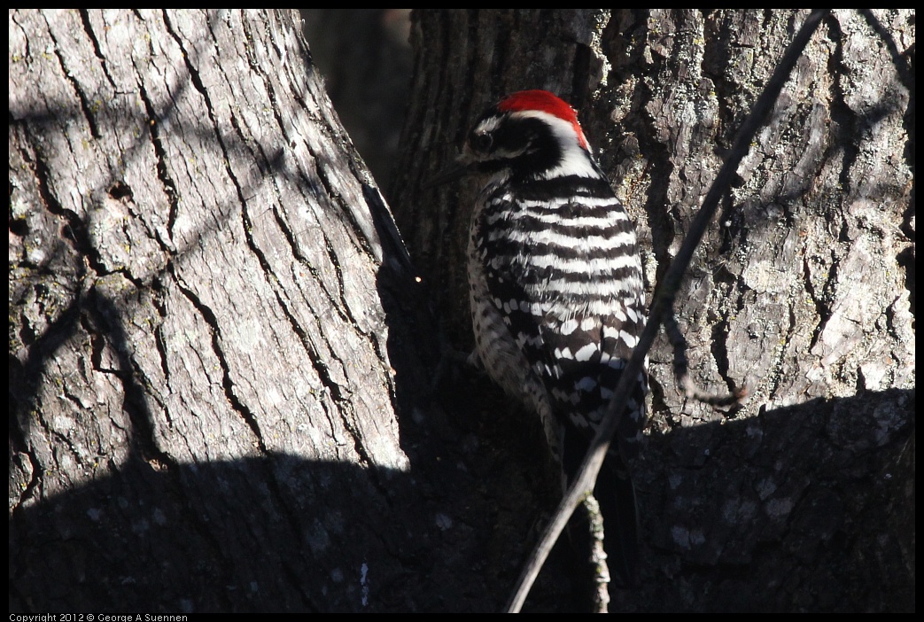 0116-133450-01.jpg - Nuttall's Woodpecker