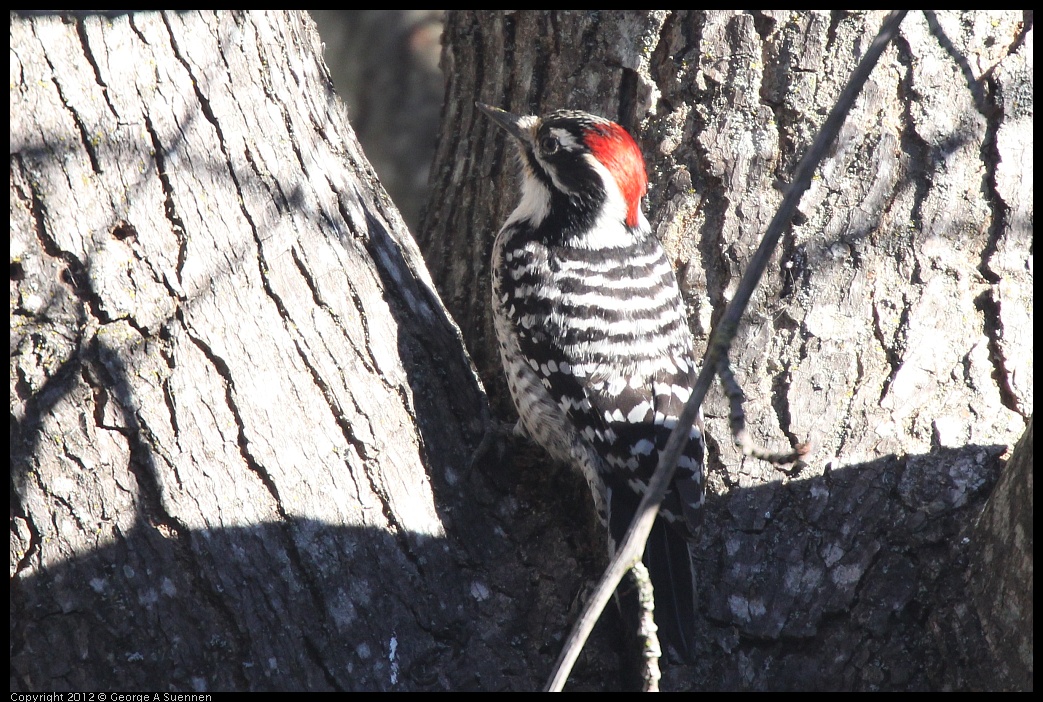 0116-133451-03.jpg - Nuttall's Woodpecker