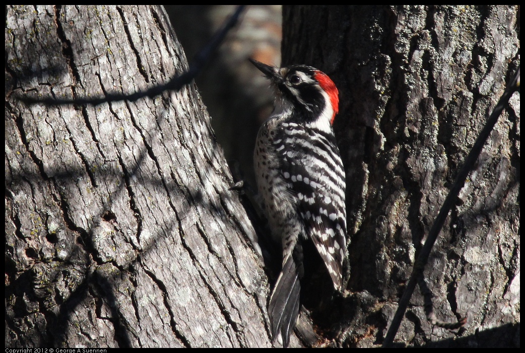 0116-133457-03.jpg - Nuttall's Woodpecker