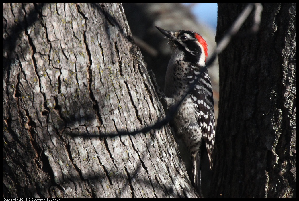 0116-133458-02.jpg - Nuttall's Woodpecker