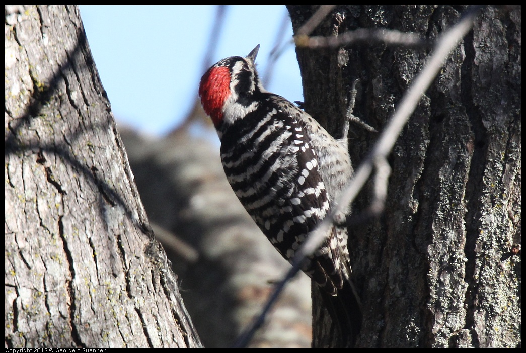 0116-133459-01.jpg - Nuttall's Woodpecker