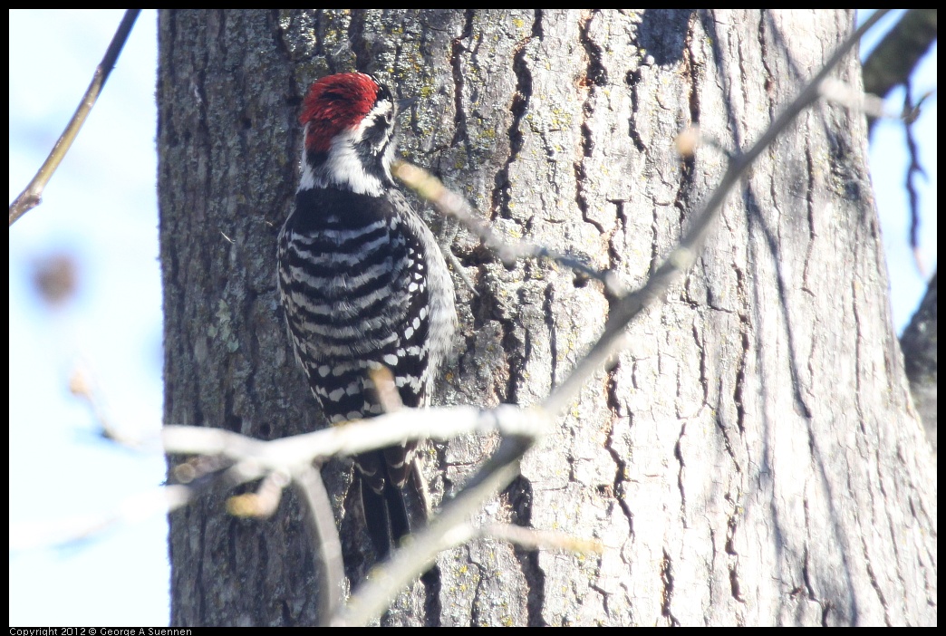 0116-133511-04.jpg - Nuttall's Woodpecker