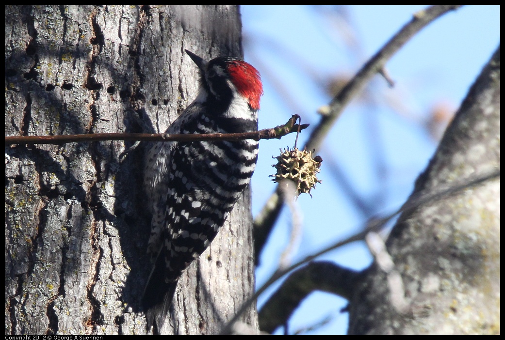 0116-133513-02.jpg - Nuttall's Woodpecker