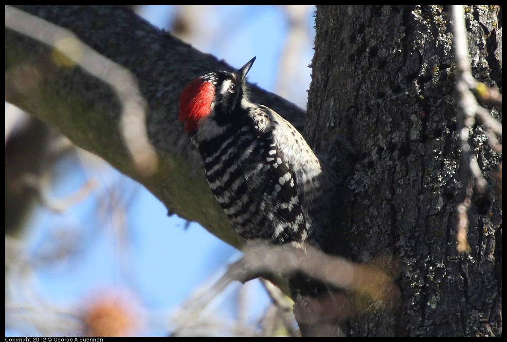 0116-133556-02.jpg - Nuttall's Woodpecker