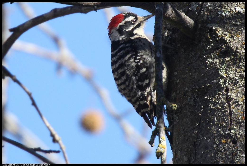 0116-133615-01.jpg - Nuttall's Woodpecker