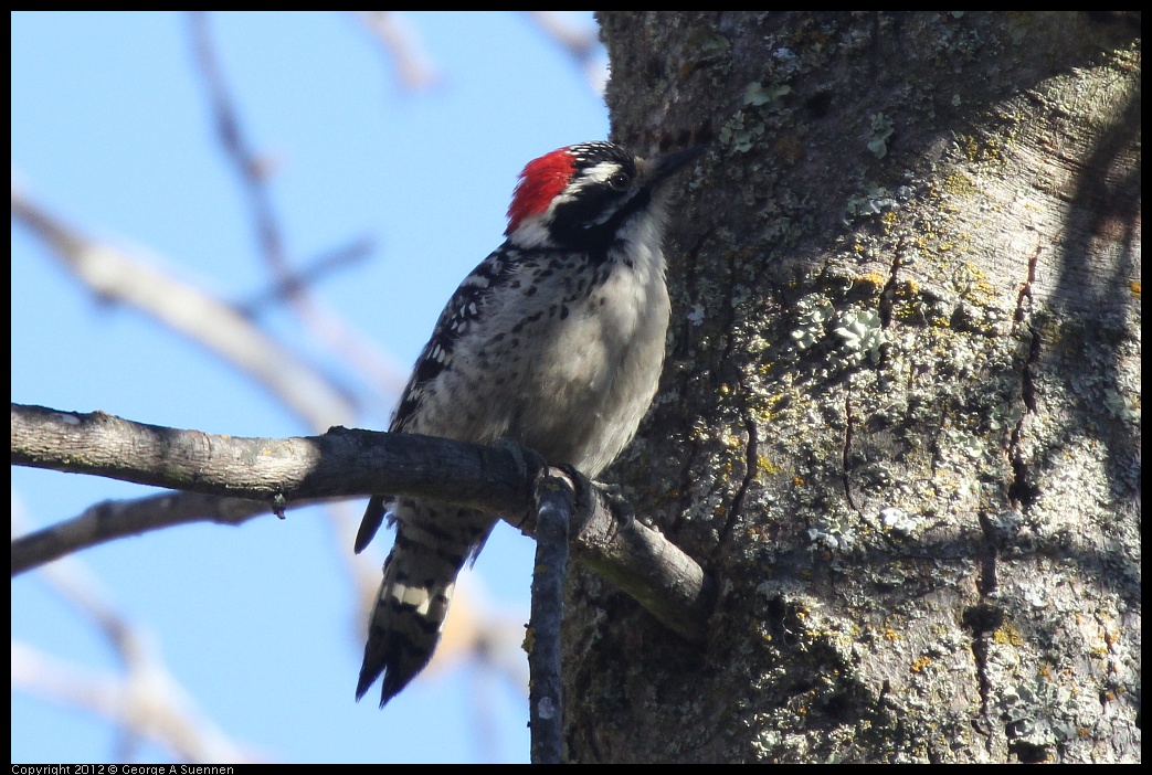 0116-133617-05.jpg - Nuttall's Woodpecker