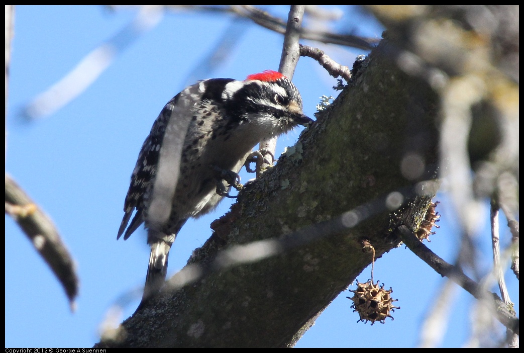 0116-133624-02.jpg - Nuttall's Woodpecker