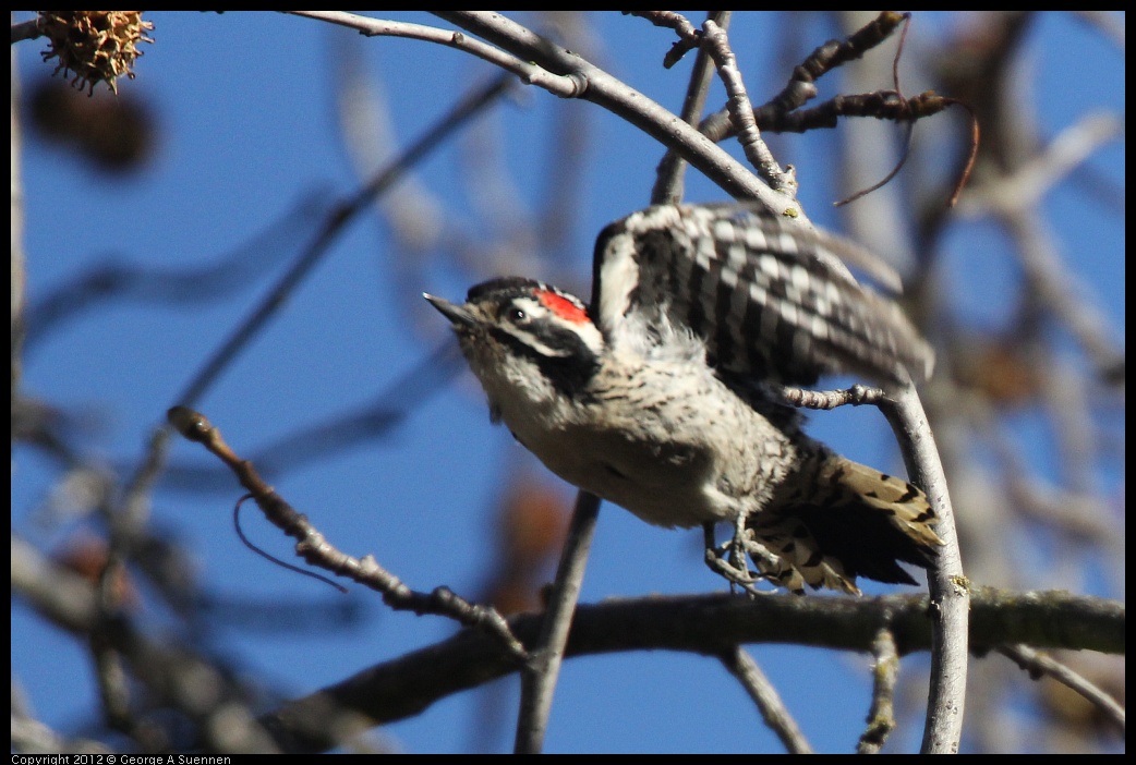 0116-133631-03.jpg - Nuttall's Woodpecker