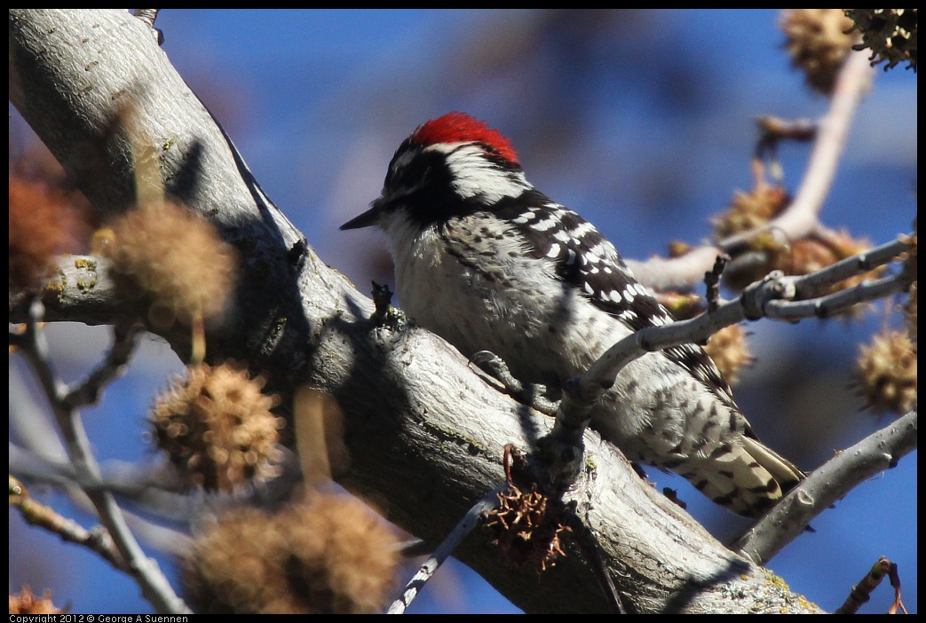 0116-133652-02.jpg - Nuttall's Woodpecker