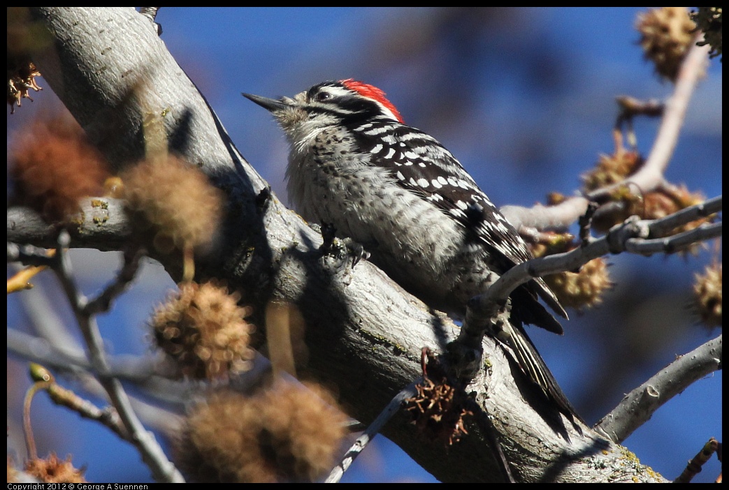 0116-133655-01.jpg - Nuttall's Woodpecker