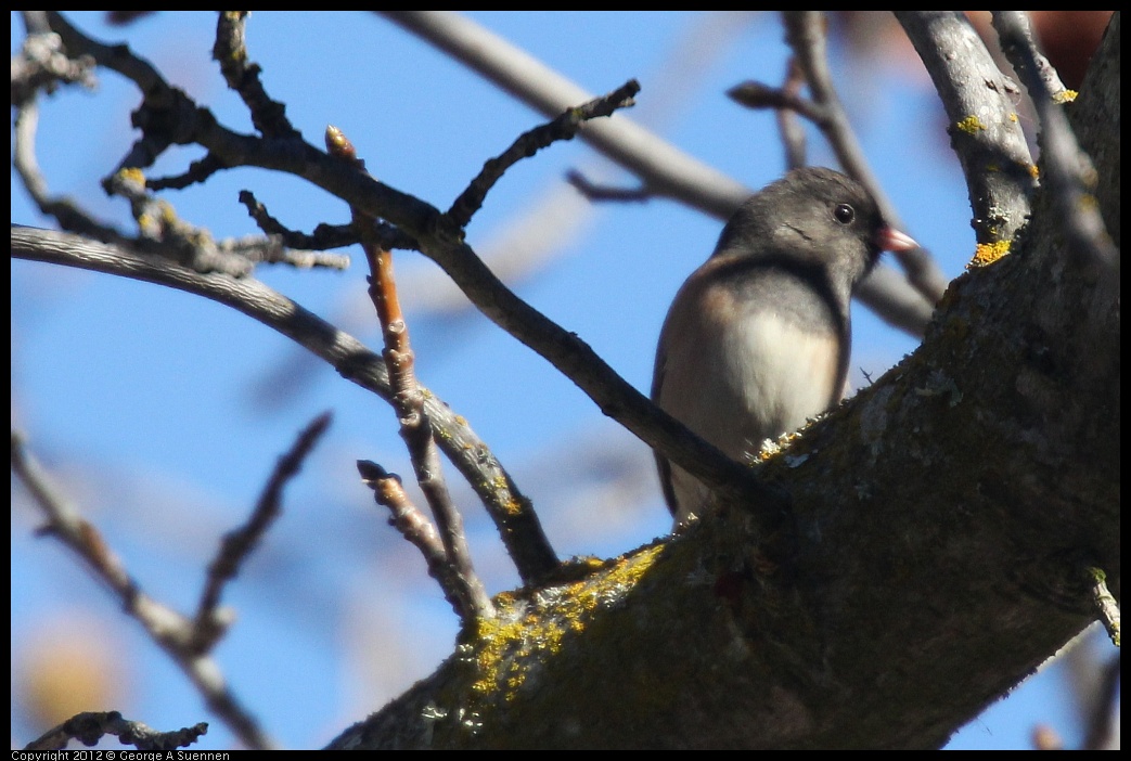 0116-133743-02.jpg - Dark-eyed Junco