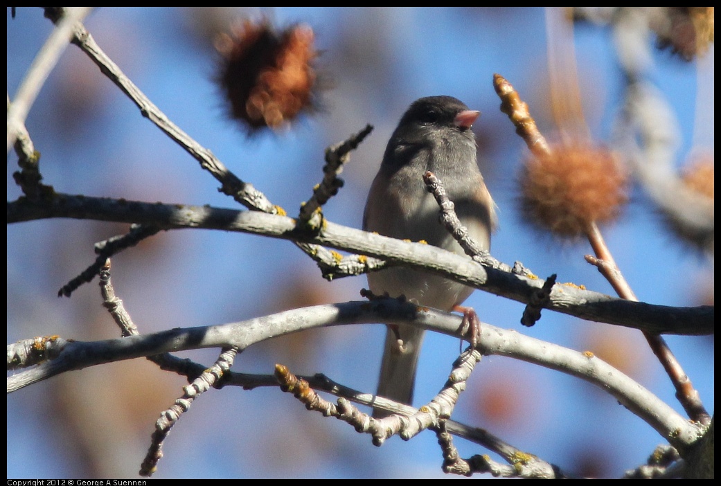 0116-133748-03.jpg - Dark-eyed Junco