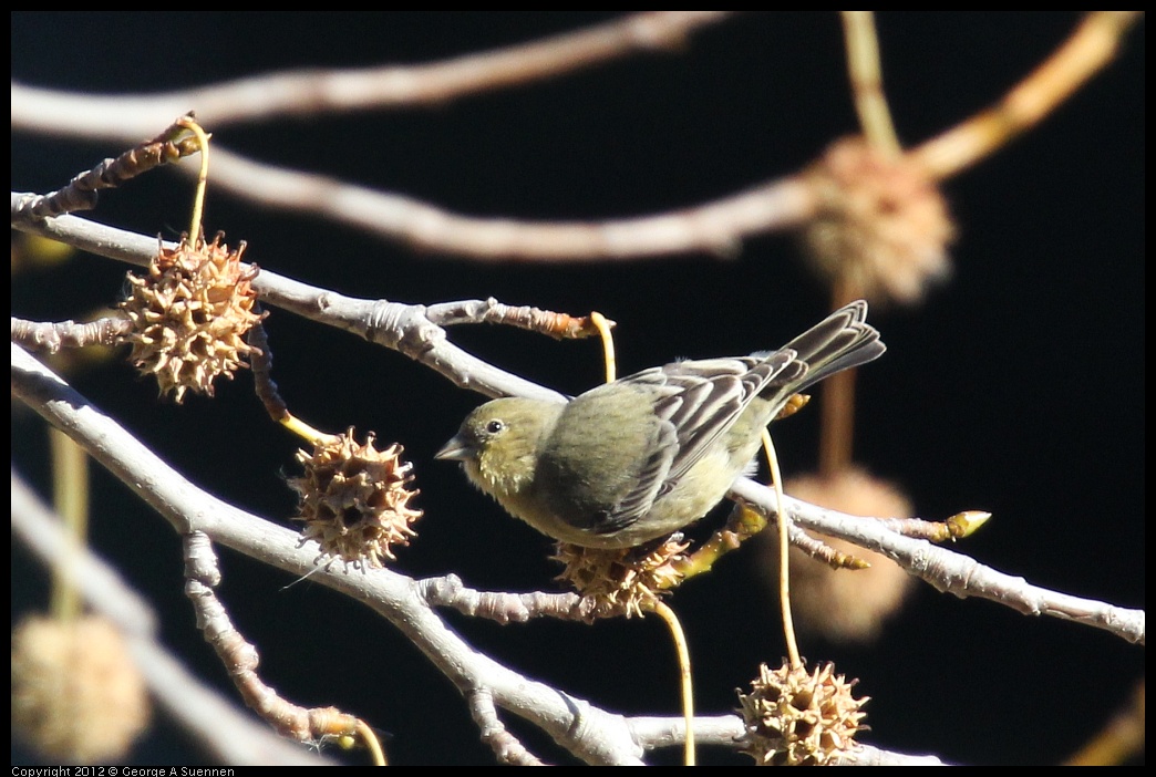 0116-133807-02.jpg - American Goldfinch