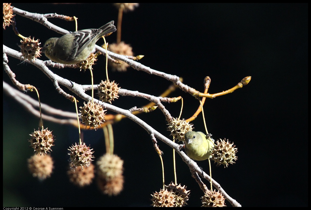 0116-133819-04.jpg - American Goldfinch