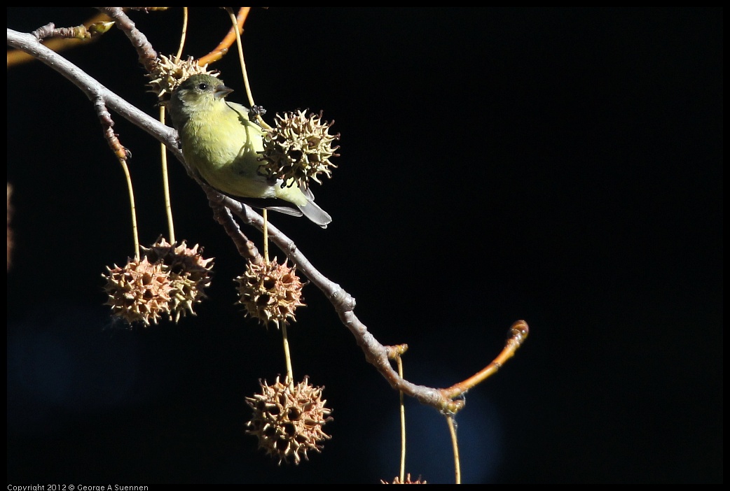 0116-133822-02.jpg - American Goldfinch