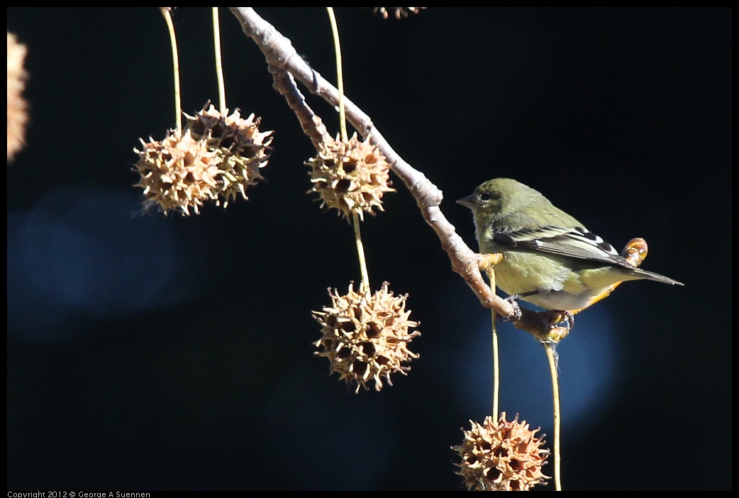 0116-133825-01.jpg - American Goldfinch