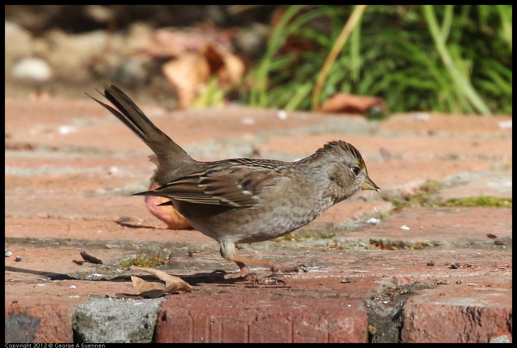 0116-133849-01.jpg - Golden-crowned Sparrow