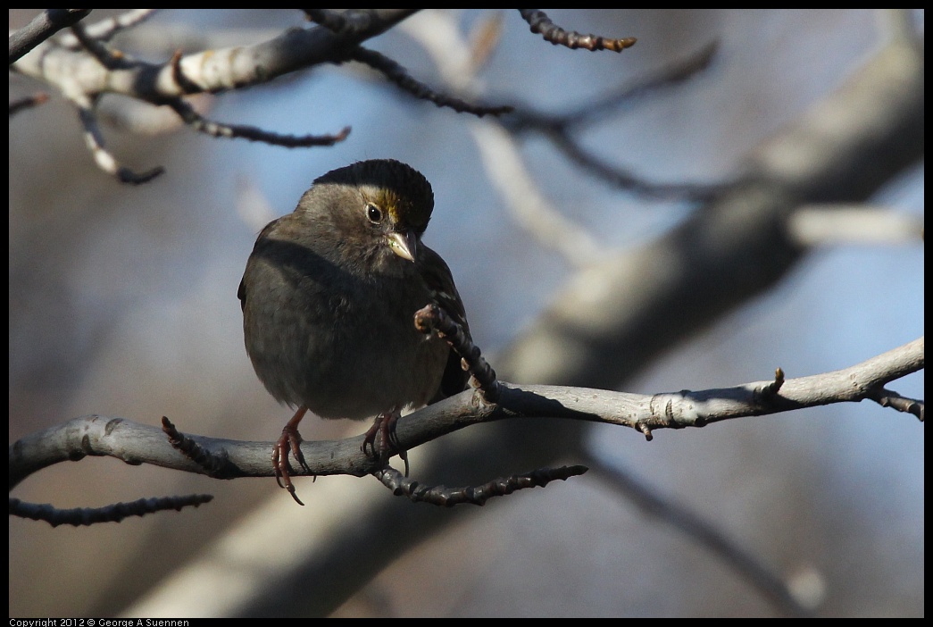 0116-133944-03.jpg - Golden-crowned Sparrow