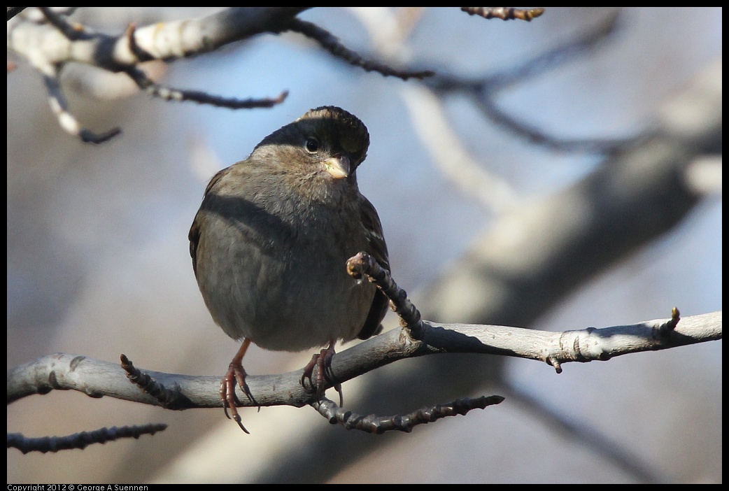 0116-133946-02.jpg - Golden-crowned Sparrow