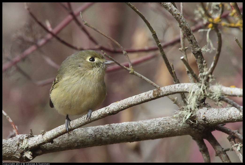 0118-111149-01.jpg - Ruby-crowned Kinglet