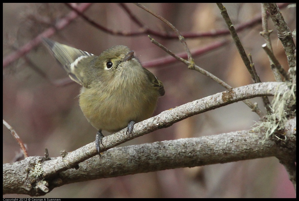 0118-111149-02.jpg - Ruby-crowned Kinglet