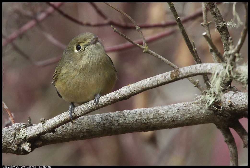 0118-111150-01.jpg - Ruby-crowned Kinglet