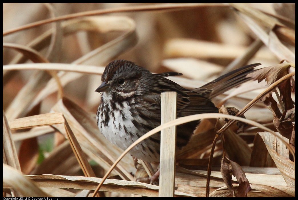 0118-111157-02.jpg - Song Sparrow