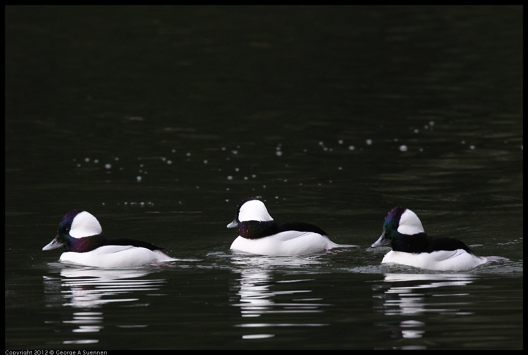 0118-111412-03.jpg - Bufflehead