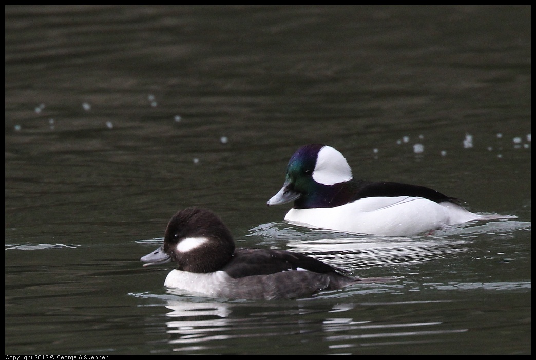 0118-111416-01.jpg - Bufflehead