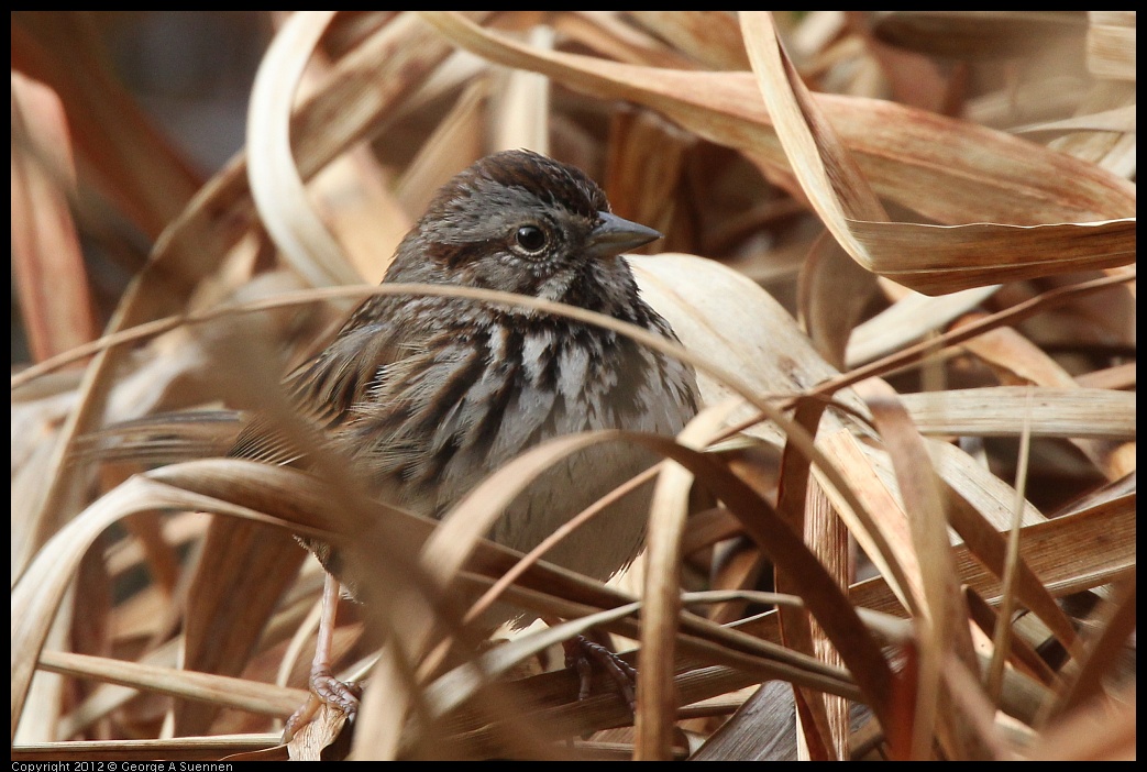 0118-111503-01.jpg - Song Sparrow