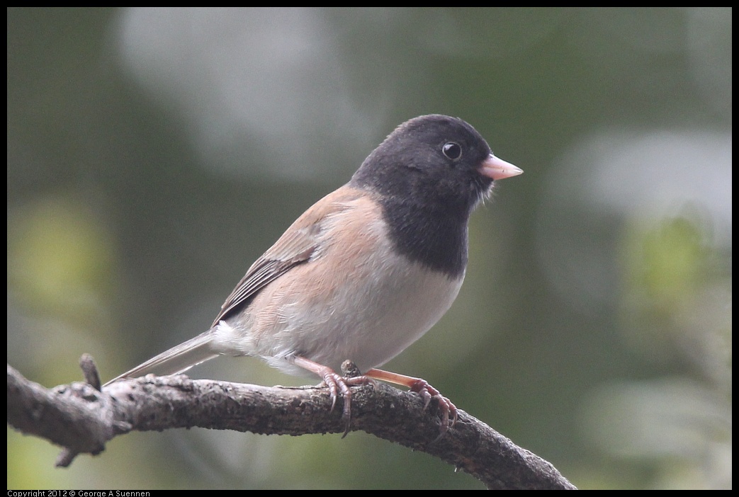 0118-112625-05.jpg - Dark-eyed "Oregon" Junco