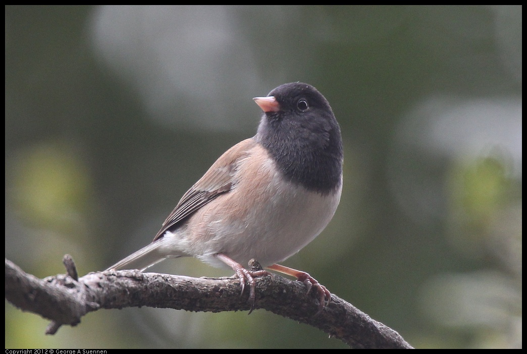 0118-112628-01.jpg - Dark-eyed "Oregon" Junco