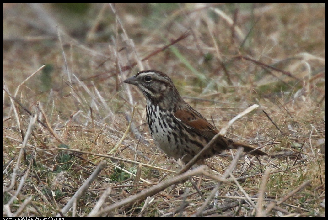 0118-113819-03.jpg - Sparrow