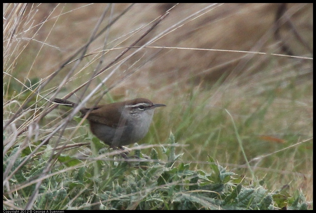 0118-113944-01.jpg - Bewick's Wren