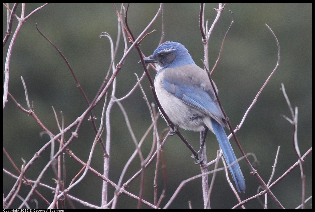 0118-114601-01.jpg - Scrub Jay