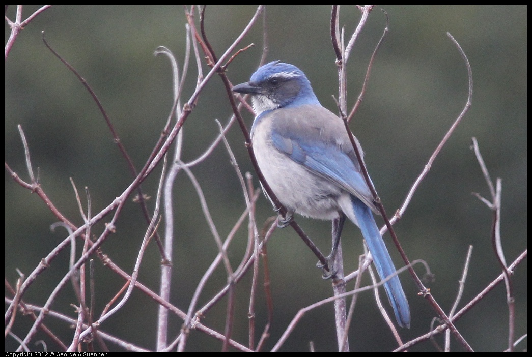 0118-114603-01.jpg - Scrub Jay