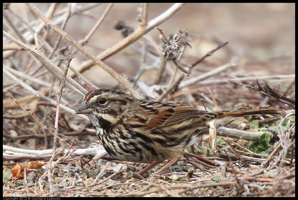 0118-115227-02.jpg - Sparrow