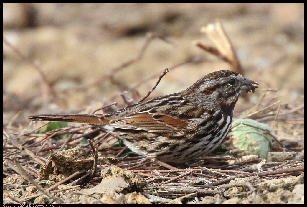 0118-115248-03.jpg - Sparrow